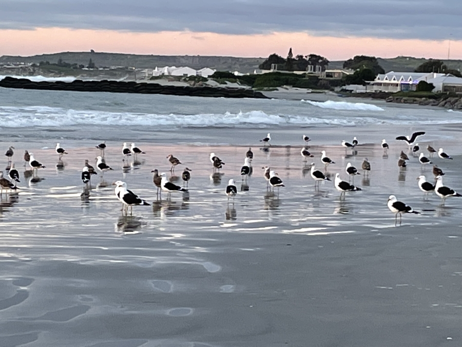 0 Bedroom Property for Sale in Country Club Western Cape